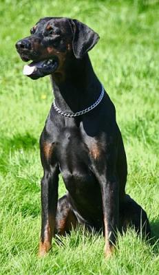 Artos Fatboy Slim v. Palmerswaard | Black Doberman Pinscher