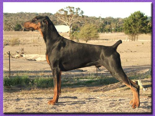 Redshift Ninja Star | Black Doberman Pinscher