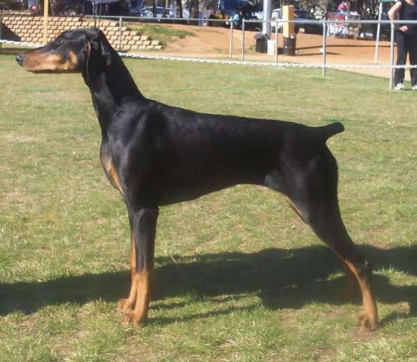 Bladedge Strike Force | Black Doberman Pinscher