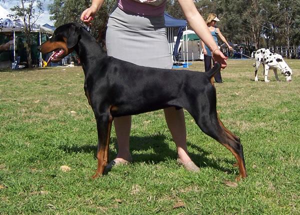 Bladedge Sleek Force | Black Doberman Pinscher