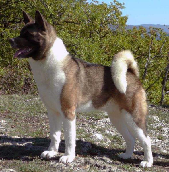 Tzezariya Milana | Akita 