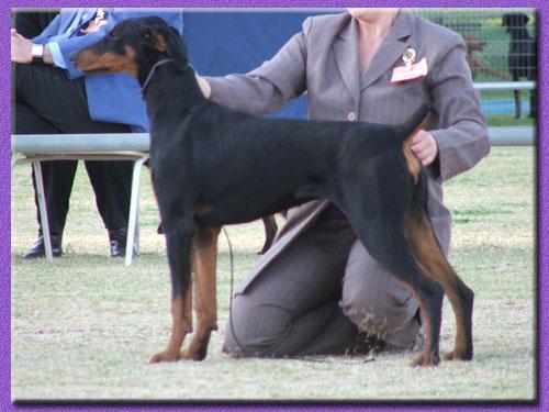 Bladedge Forced Envy | Black Doberman Pinscher