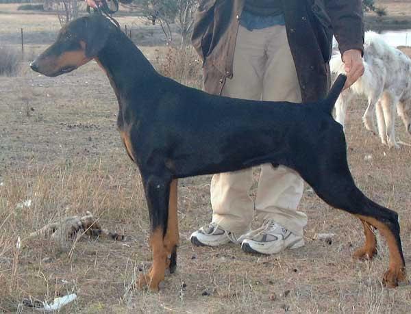 Redshift Super Star | Black Doberman Pinscher