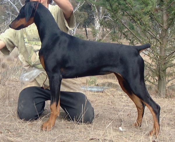 Redshift Supreme Star | Black Doberman Pinscher