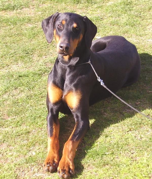 Redshift Shining Star | Black Doberman Pinscher