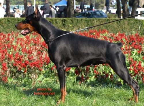 Carmen Cara Ginga House | Black Doberman Pinscher