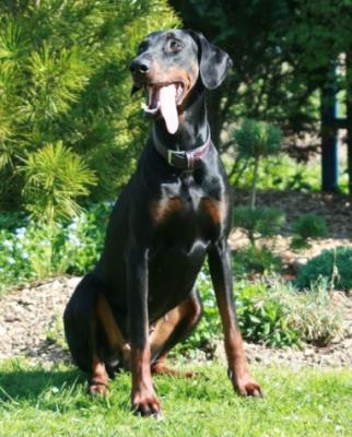 Yra del Pais Baviera | Black Doberman Pinscher