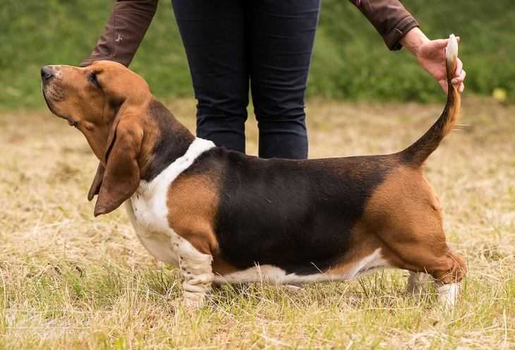 Jenny z Hlubocké hájovny | Basset Hound 