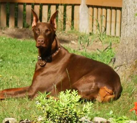 Mag Alingar Assol Aso | Brown Doberman Pinscher