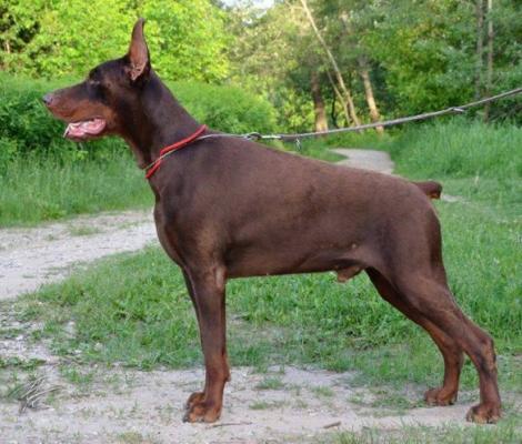 Filimamont Gafar | Brown Doberman Pinscher
