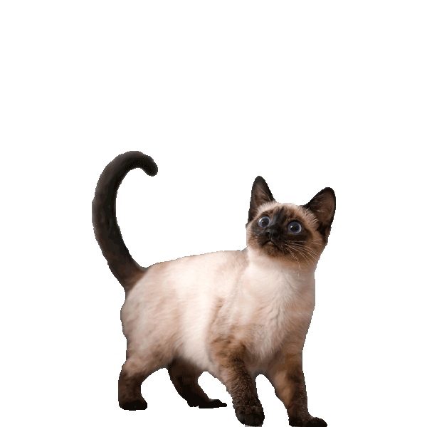 Thai (Traditional, Classic, Old-Style Siamese; Wichien Maat)