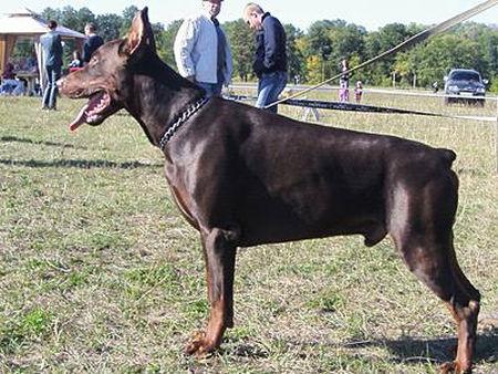 Zhemchuzhina Chernozemija Peresvat | Brown Doberman Pinscher