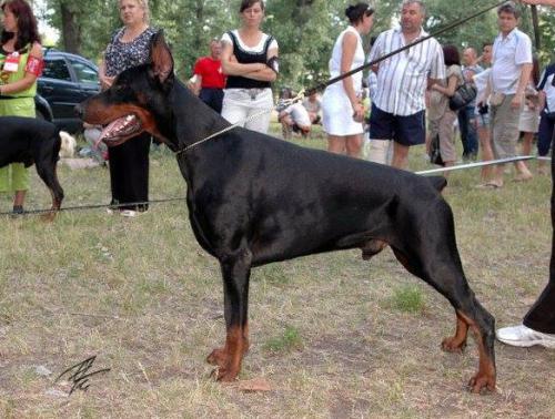 Zhemchuzhina Chernozemija Petr Perviy | Black Doberman Pinscher