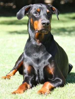 Vouz-Vouz v. Heckendorf | Black Doberman Pinscher