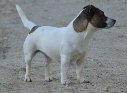 Anfetamina JackIantomasi | Jack Russell Terrier 