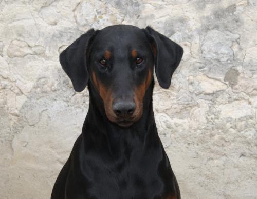 Bendi v. Gebrannten Walde | Black Doberman Pinscher