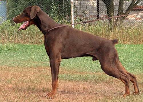 Eria Pro Lord Liberty | Brown Doberman Pinscher