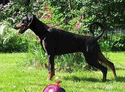 Eria Pro Lady Soverieng | Black Doberman Pinscher