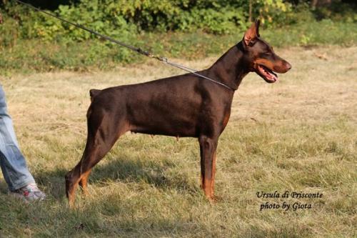 Ursula di Prisconte | Brown Doberman Pinscher