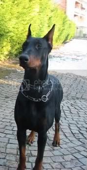 Hazra v. Schattenjager | Black Doberman Pinscher