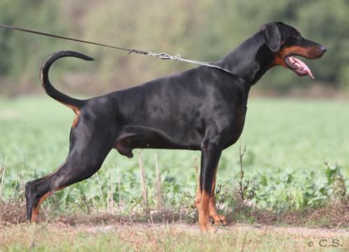 Magico v. Gerdautal | Black Doberman Pinscher