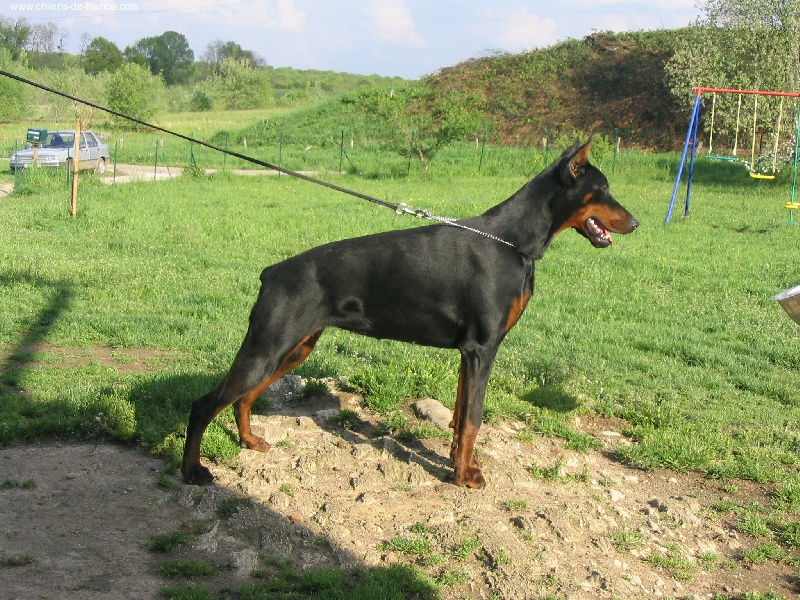 Urka v. Engelthal | Black Doberman Pinscher