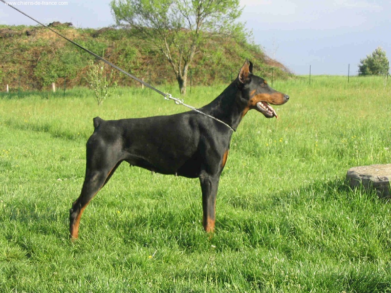 Tiffenne v. Engelthal | Black Doberman Pinscher