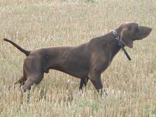 Excel de la Porte de Becray | German Shorthaired Pointer 