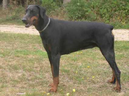 Bonita v. Gebrannten Walde | Black Doberman Pinscher