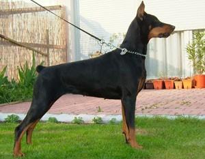 Talma de la Vallee de la Seine | Black Doberman Pinscher