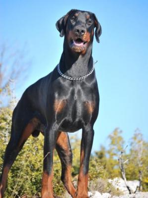 Daronn F'Hiram du Reflet des Songes | Black Doberman Pinscher