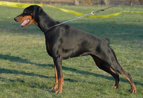 Denderah V'Ummanaq du Reflet des Songes | Black Doberman Pinscher