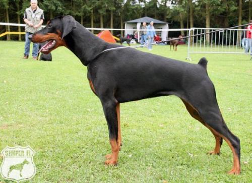 Disko V'Ummanaq du Reflet des Songes | Black Doberman Pinscher