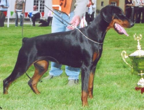 Angy Lou v. Heckendorf | Black Doberman Pinscher