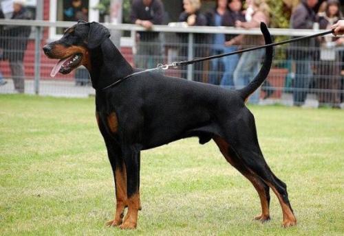 Ohnassis v. Trokadero | Black Doberman Pinscher