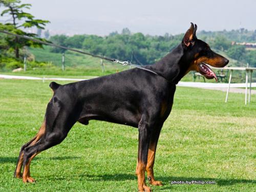 Energo Naiss Ginga House | Black Doberman Pinscher