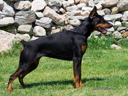 Enna Naiss Ginga House | Black Doberman Pinscher