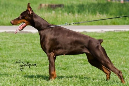 Chanel Ginga House | Brown Doberman Pinscher