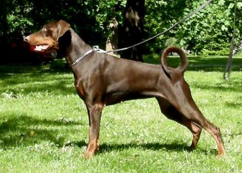 Toscanina's Juicy Gossip | Brown Doberman Pinscher