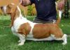 Park Melody Must Prevail | Basset Hound 