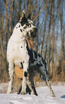 Alano's Shtat Bomond | Great Dane 