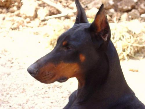 Schawn de la Vallee de la Seine | Black Doberman Pinscher