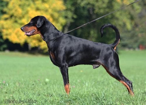 Ferencivo v.d. Rosenhöhe | Black Doberman Pinscher