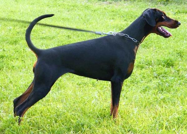 Dobergaarden Forever Aicha | Black Doberman Pinscher