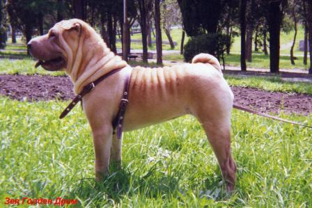 Zeya Golden Dream | Shar-Pei 