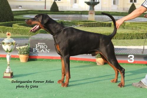 Dobergaarden Forever Athos | Black Doberman Pinscher