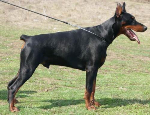 Filimamont Gabir | Black Doberman Pinscher