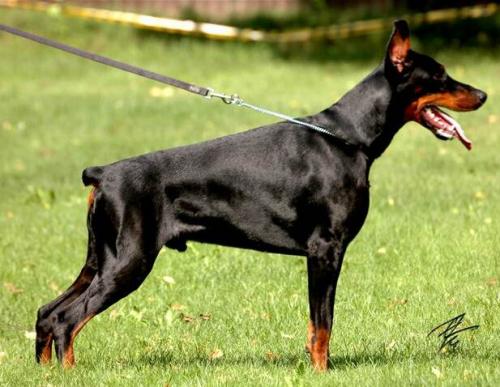 Filimamont Gosch | Black Doberman Pinscher