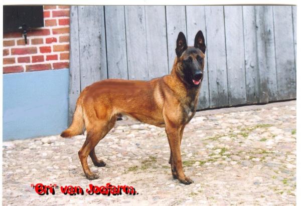 Bri van Joefarm | Belgian Malinois 