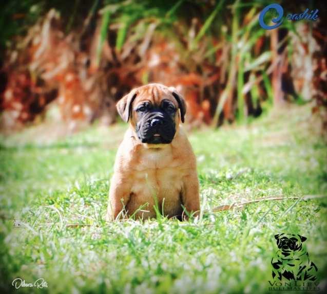 Von Liev 'n Eashik Ares Fontanna | Bullmastiff 